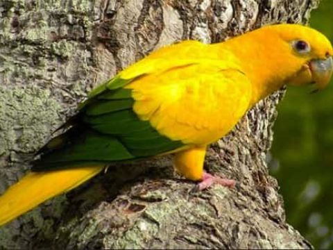 Img PROCURE PRETENDENTES