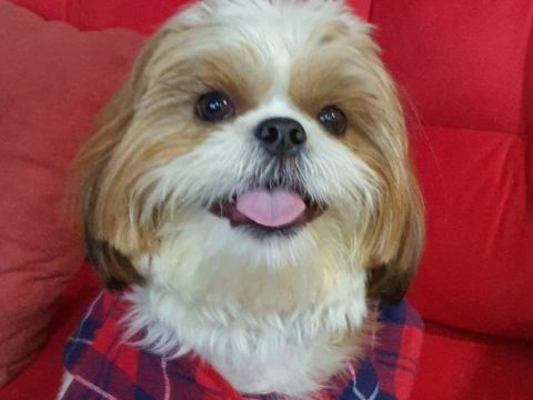 Img COMPARTILHE COM OS AMIGOS